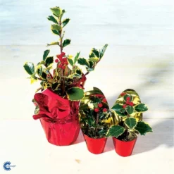 Kristtorn Ilex Aquifolium Med Klump,- 150-175 Cm. -Tilbud Lys Haven Butik fi15282 ilex aquifolium 18e9