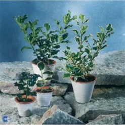 Kristtorn Ilex Aquifolium Med Klump,- 150-175 Cm. -Tilbud Lys Haven Butik fi15282 ilex aquifolium 1d25