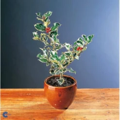 Kristtorn Ilex Aquifolium Med Klump,- 150-175 Cm. -Tilbud Lys Haven Butik fi15282 ilex aquifolium 31e0