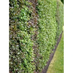 Kristtorn Ilex Aquifolium Med Klump,- 150-175 Cm. -Tilbud Lys Haven Butik fi15282 ilex aquifolium 5ebc