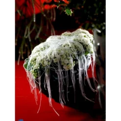 Kristtorn Ilex Aquifolium Med Klump,- 150-175 Cm. -Tilbud Lys Haven Butik fi15282 ilex aquifolium 7082