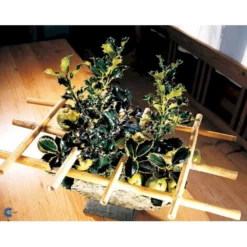 Kristtorn Ilex Aquifolium Med Klump,- 150-175 Cm. -Tilbud Lys Haven Butik fi15282 ilex aquifolium 87e7