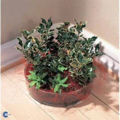 Kristtorn Ilex Aquifolium Med Klump,- 150-175 Cm. -Tilbud Lys Haven Butik fi15282 ilex aquifolium f221