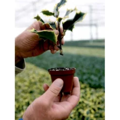 Kristtorn Ilex Aquifolium Med Klump,- 150-175 Cm. -Tilbud Lys Haven Butik fi15282 ilex aquifolium f30e