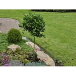 Kristtorn 'Blue Prince' Ilex Meserveae 'Blue Prince' Med Klump,- 125-150 Cm. -Tilbud Lys Haven Butik fi15329 ilex meserveae blue prince 60d5