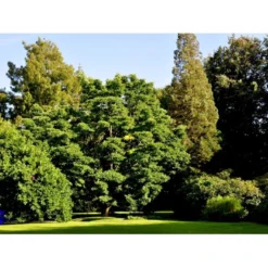 Amur-Korktræ Phellodendron Amurense Heister 200-250 Cm. Med Potte