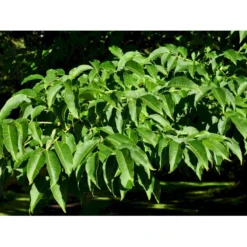 Amur-Korktræ Phellodendron Amurense Heister 200-250 Cm. Med Potte -Tilbud Lys Haven Butik fi15608 phellodendron amurense a3c7