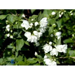 Uægte Jasmin 'Manteau D'Hermine' Philadelphus 'Manteau D'Hermine' Potte 4,0 Liter,- 30-40 Cm. -Tilbud Lys Haven Butik fi15615 philadelphus manteau d hermine eea3