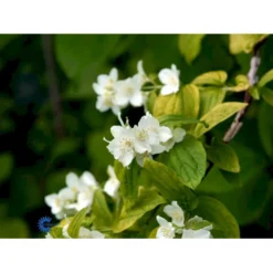 Uægte Jasmin 'Aureus' Philadelphus Coronarius 'Aureus' 5 Liter Potte -Tilbud Lys Haven Butik fi15622 philadelphus coronarius aureus 451c