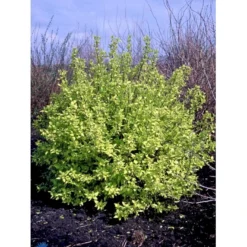 Uægte Jasmin 'Aureus' Philadelphus Coronarius 'Aureus' 5 Liter Potte -Tilbud Lys Haven Butik fi15622 philadelphus coronarius aureus 7fc2