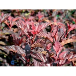 Blærespiræa 'Diable D'Or'® Physocarpus Opulif. 'Diable D'Or'® 5 Liter Potte -Tilbud Lys Haven Butik fi15667 physocarpus opulif diablo d or ce58