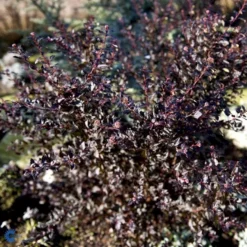 Blærespiræa 'Little Devil' Physocarpus Opulif. 'Little Devil' (r) 3,5 Liter Potte -Tilbud Lys Haven Butik fi15668 physocarpus opulif little devil r 54c2