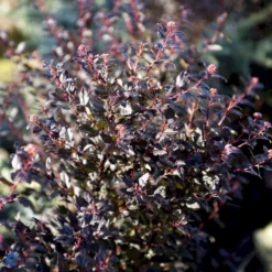 Blærespiræa 'Little Devil' Physocarpus Opulif. 'Little Devil' (r) 3,5 Liter Potte -Tilbud Lys Haven Butik fi15668 physocarpus opulif little devil r b91f