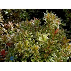 Pieris 'Little Heath' Pieris Japonica 'Little Heath' 2 Liter Potte -Tilbud Lys Haven Butik fi15699 pieris japonica little heath 1cb7
