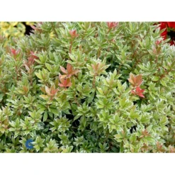 Pieris 'Little Heath' Pieris Japonica 'Little Heath' 2 Liter Potte -Tilbud Lys Haven Butik fi15699 pieris japonica little heath 427a