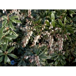 Pieris 'Little Heath' Pieris Japonica 'Little Heath' 2 Liter Potte -Tilbud Lys Haven Butik fi15699 pieris japonica little heath f1da