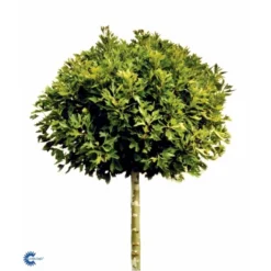 Platan 'Håkon' Platanus Acerifolia 'Håkon' Heister 175-200 Cm. Med Potte -Tilbud Lys Haven Butik fi15724 platanus acerifolia alpens globe 890d