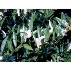 Kirsebærlaurbær 'Otto Luyken' (på Stamme) Prunus Laurocerasus 'Otto Luyken' (på Stamme) Opstammet 50 Cm. 7,5 Liter Potte 11 Kirsebærlaurbær 'Otto Luyken' (på Stamme) Prunus Laurocerasus 'Otto Luyken' (på Stamme) Opstammet 50 Cm. 7,5 Liter Potte -Tilbud Lys Haven Butik fi15885 prunus laurocerasus otto luyken 3afb 1