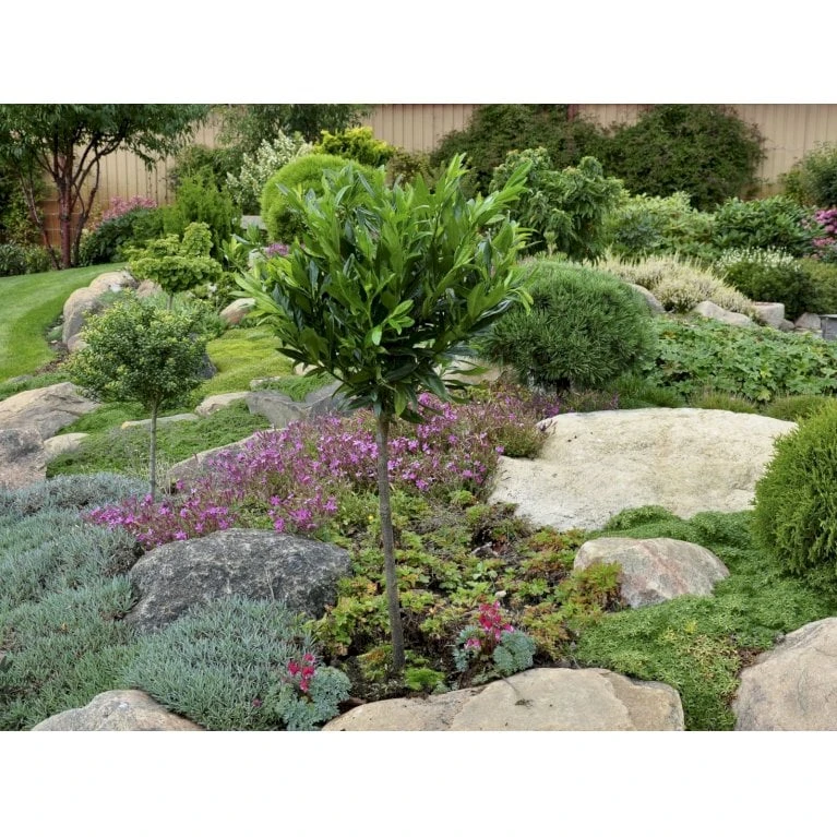 Kirsebærlaurbær 'Otto Luyken' (på Stamme) Prunus Laurocerasus 'Otto Luyken' (på Stamme) Opstammet 50 Cm. 7,5 Liter Potte 4 Kirsebærlaurbær 'Otto Luyken' (på Stamme) Prunus Laurocerasus 'Otto Luyken' (på Stamme) Opstammet 50 Cm. 7,5 Liter Potte - Billede 4