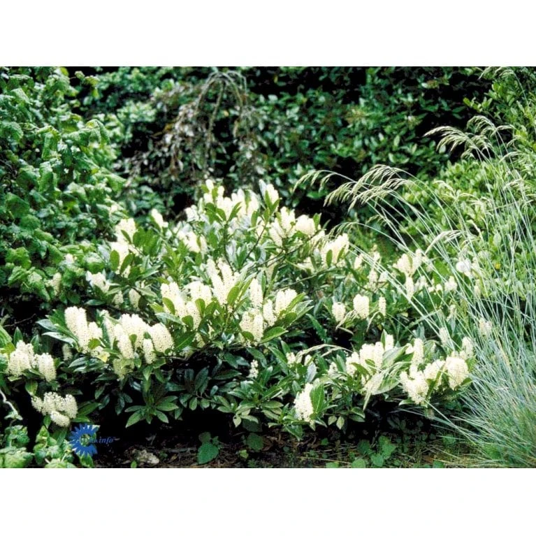 Kirsebærlaurbær 'Otto Luyken' (på Stamme) Prunus Laurocerasus 'Otto Luyken' (på Stamme) Opstammet 50 Cm. 7,5 Liter Potte 6 Kirsebærlaurbær 'Otto Luyken' (på Stamme) Prunus Laurocerasus 'Otto Luyken' (på Stamme) Opstammet 50 Cm. 7,5 Liter Potte - Billede 6