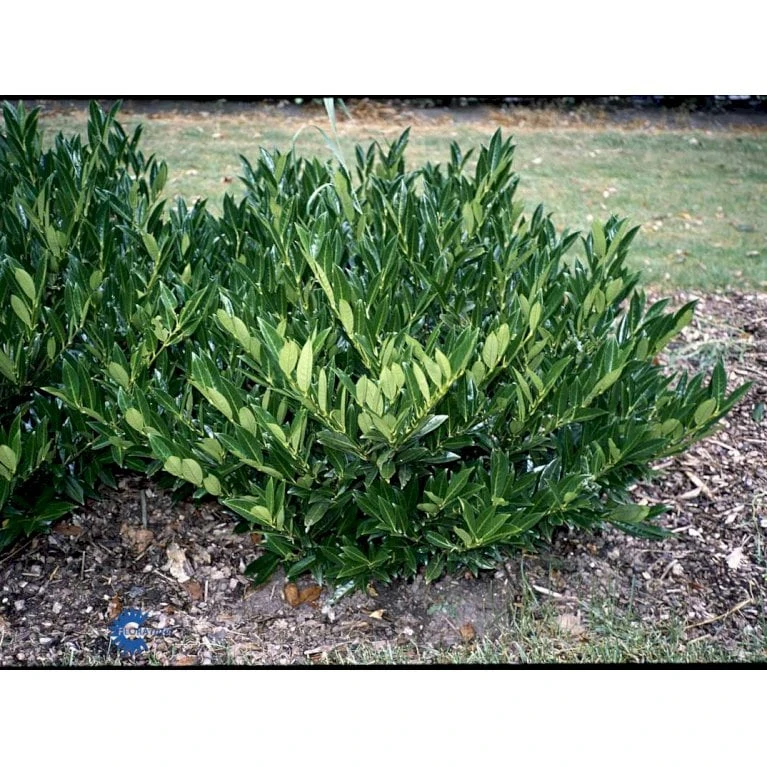 Kirsebærlaurbær 'Otto Luyken' (på Stamme) Prunus Laurocerasus 'Otto Luyken' (på Stamme) Opstammet 50 Cm. 7,5 Liter Potte 7 Kirsebærlaurbær 'Otto Luyken' (på Stamme) Prunus Laurocerasus 'Otto Luyken' (på Stamme) Opstammet 50 Cm. 7,5 Liter Potte - Billede 7