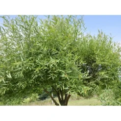 Skørpil Salix Fragilis 'Bullata' Heister 175-200 Cm. Med Potte