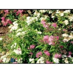 Spiræa 'Genpei' Spiraea Japonica 'Genpei' Potte 2,0 Liter,- 25-30 Cm. -Tilbud Lys Haven Butik fi16277 spiraea japonica genpei 09c5