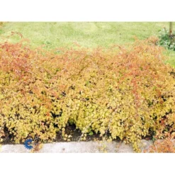 Kranstop 'Crispa' Stephanandra Incisa 'Crispa' 3,5 Liter Potte -Tilbud Lys Haven Butik fi16309 stephanandra incisa crispa 2699