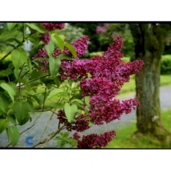 'Charles Joly' Syringa Vul. 'Charles Joly' (storblomstrende) Potte 12 Liter,- 80-100 Cm. -Tilbud Lys Haven Butik fi16428 syringa vulgaris charles joly 4628