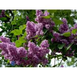 'Charles Joly' Syringa Vul. 'Charles Joly' (storblomstrende) Potte 12 Liter,- 80-100 Cm. -Tilbud Lys Haven Butik fi16428 syringa vulgaris charles joly 661c