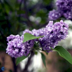 'Charles Joly' Syringa Vul. 'Charles Joly' (storblomstrende) Potte 12 Liter,- 80-100 Cm. -Tilbud Lys Haven Butik fi16428 syringa vulgaris charles joly 9c8f