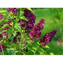 'Charles Joly' Syringa Vul. 'Charles Joly' (storblomstrende) Potte 12 Liter,- 80-100 Cm. -Tilbud Lys Haven Butik fi16428 syringa vulgaris charles joly b567