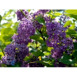 'Charles Joly' Syringa Vul. 'Charles Joly' (storblomstrende) Potte 12 Liter,- 80-100 Cm. -Tilbud Lys Haven Butik fi16428 syringa vulgaris charles joly e4d9