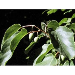 Stikkelsbærkiwi 'Issai' Actinidia Arguta 'Issai' Potte 7,5 Liter,- Opbundet 150-200 Cm. -Tilbud Lys Haven Butik fi2 actinidia arguta issai 9fea processed