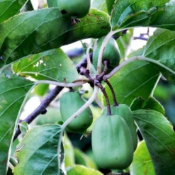 Stikkelsbærkiwi 'Issai' Actinidia Arguta 'Issai' Potte 7,5 Liter,- Opbundet 150-200 Cm. -Tilbud Lys Haven Butik fi2 actinidia arguta issai f7ce processed
