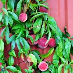 Ferskenmandel Prunus Amygdalus-persica 5 Liter Potte -Tilbud Lys Haven Butik fi380 prunus persica benedicte b96c