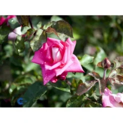'Acapella'® Rosa X 'Acapella'® (Storblomstrende) A-Kvalitet,- Barrods Roser Min. 3 Grene -Tilbud Lys Haven Butik fi3841 rosa acapella 5f00