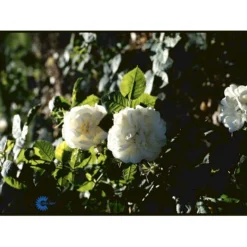 'Maxima' (syn. White Rose Of York) Rosa Alba 'Maxima' (Albarose) A-Kvalitet,- Barrods Roser Min. 3 Grene -Tilbud Lys Haven Butik fi3855 rosa alba maxima 3d68