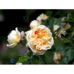 'Alchymist' Rosa X 'Alchymist' (Slyngrose) A-Kvalitet,- Barrods Roser Min. 3 Grene -Tilbud Lys Haven Butik fi3862 rosa alchymist 7dfe