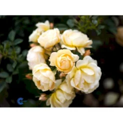 'Amber Cover'® Rosa X 'Amber Cover'® (Bunddækkerose) A-Kvalitet,- Barrods Roser Min. 3 Grene -Tilbud Lys Haven Butik fi3878 rosa amber cover poulbambe n 1456