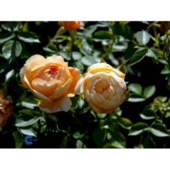 'Amber Cover'® Rosa X 'Amber Cover'® (Bunddækkerose) A-Kvalitet,- Barrods Roser Min. 3 Grene -Tilbud Lys Haven Butik fi3878 rosa amber cover poulbambe n 2620