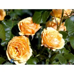 'Amber Queen' Rosa X 'Amber Queen' (Buketrose) A-Kvalitet,- Barrods Roser Min. 3 Grene -Tilbud Lys Haven Butik fi3880 rosa amber queen 2452