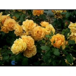 'Amber Queen' Rosa X 'Amber Queen' (Buketrose) A-Kvalitet,- Barrods Roser Min. 3 Grene -Tilbud Lys Haven Butik fi3880 rosa amber queen 4554