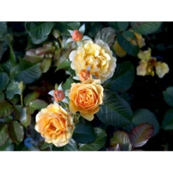 'Amber Queen' Rosa X 'Amber Queen' (Buketrose) A-Kvalitet,- Barrods Roser Min. 3 Grene -Tilbud Lys Haven Butik fi3880 rosa amber queen 8c07