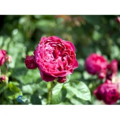 'Ascot'® Rosa X 'Ascot'® (storblomstrende) A-Kvalitet,- Barrods Roser Min. 3 Grene -Tilbud Lys Haven Butik fi3904 rosa ascot baf7
