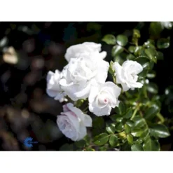 'Aspirin® Rose' Rosa X 'Aspirin® Rose' (Buketrose) A-Kvalitet,- Barrods Roser Min. 3 Grene -Tilbud Lys Haven Butik fi3906 rosa aspirin 1f21