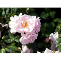 'Astrid Lindgren'™ Rosa X 'Astrid Lindgren'™ (Buketrose) A-Kvalitet,- Barrods Roser Min. 3 Grene -Tilbud Lys Haven Butik fi3908 rosa astrid lindgren poulluf n 1f79