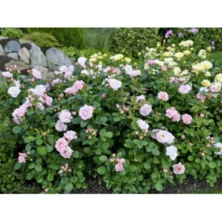 'Astrid Lindgren'™ Rosa X 'Astrid Lindgren'™ (Buketrose) A-Kvalitet,- Barrods Roser Min. 3 Grene -Tilbud Lys Haven Butik fi3908 rosa astrid lindgren poulluf n 5440