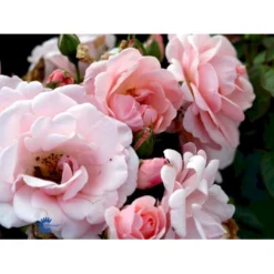 'Astrid Lindgren'™ Rosa X 'Astrid Lindgren'™ (Buketrose) A-Kvalitet,- Barrods Roser Min. 3 Grene -Tilbud Lys Haven Butik fi3908 rosa astrid lindgren poulluf n 652d