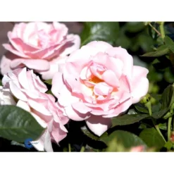 'Astrid Lindgren'™ Rosa X 'Astrid Lindgren'™ (Buketrose) A-Kvalitet,- Barrods Roser Min. 3 Grene -Tilbud Lys Haven Butik fi3908 rosa astrid lindgren poulluf n c0d9